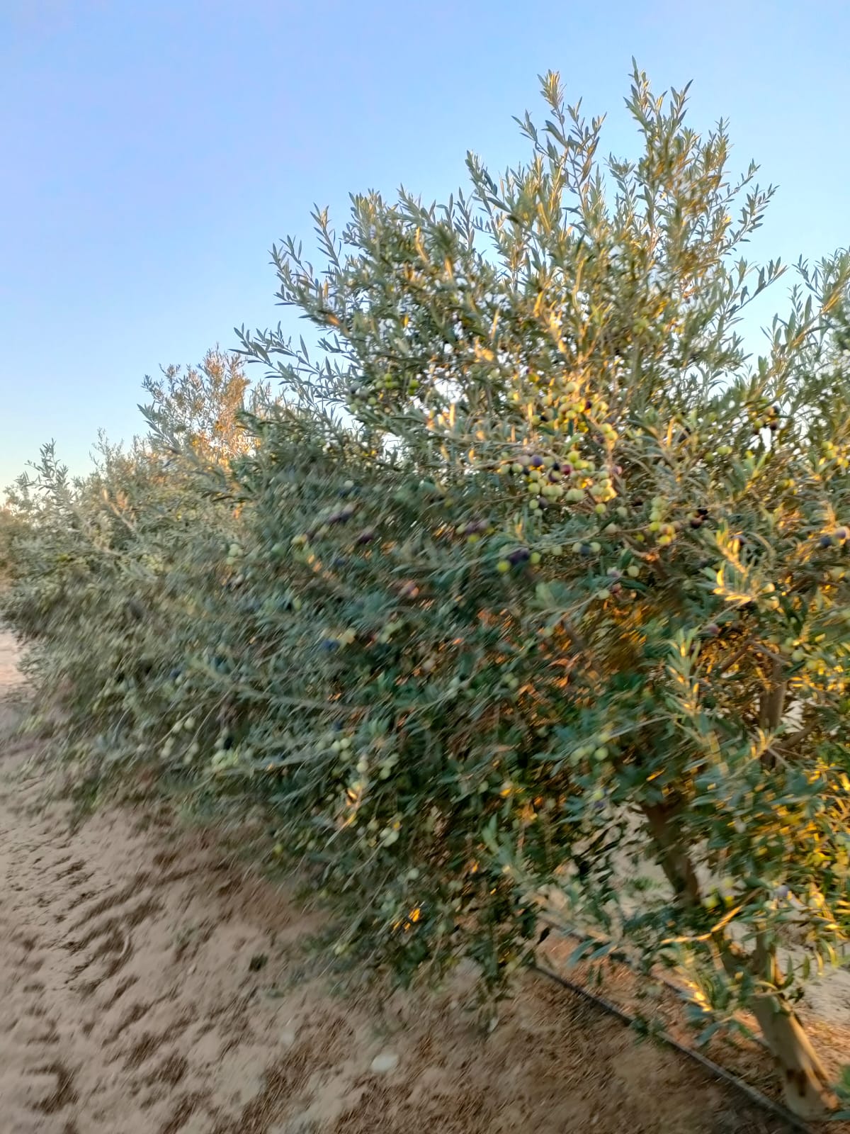 الشركة العالمية للاستثمار والتوكيلات التجارية (أكيكا)